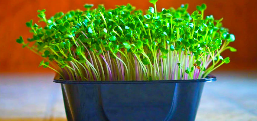 Микрогрин: как и зачем проращивать зерна?