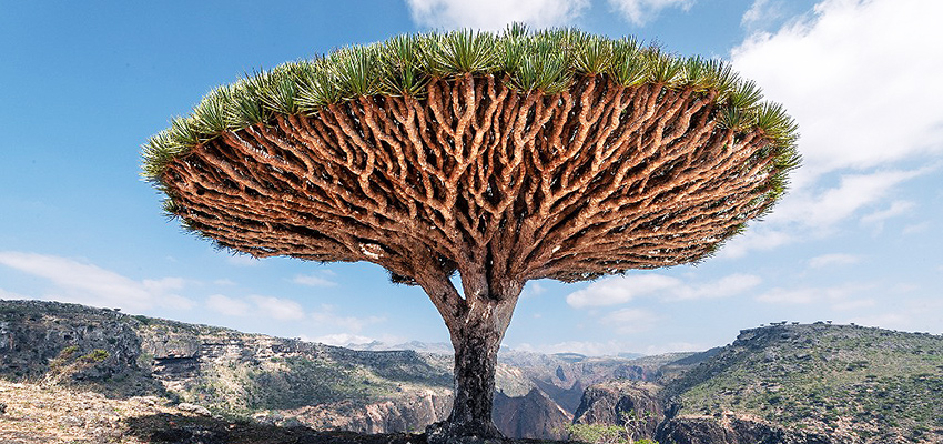 Тайны драконьей крови: что может смола дерева кротона