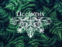 Accipitris