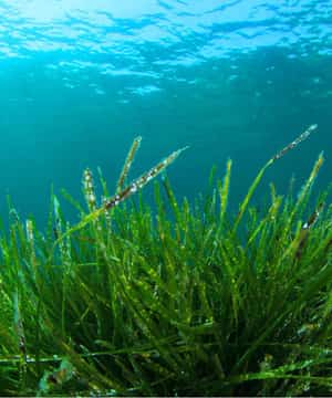 Комфортные шерстяные носки из Индии и Непала